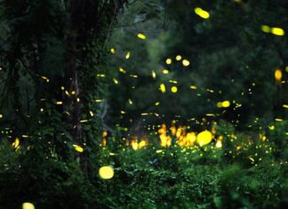 Comienza la temporada de luciérnagas en Morelia: un fenómeno que cautiva en Umécuaro