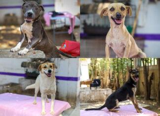 Gobierno de Morelia invita a feria de adopción de lomitos rescatados