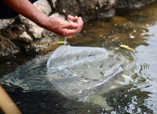 Michoacán fortalece sector pesquero con entrega de 110 mil crías de tilapia