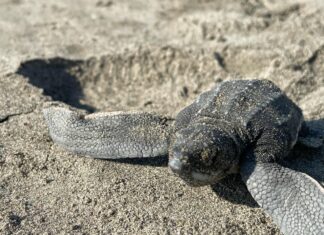 Playas michoacanas ven nacer 5 millones de crías de tortugas marinas: Compesca