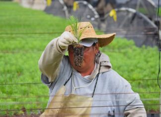 No te quedes sin tus plantas para reforestar, mañana cierra plazo para solicitar: Cofom