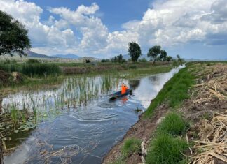 Rescate del canal de Erongarícuaro revitaliza ecosistema y economía local: Compesca