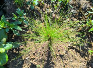 Pulmón de Michoacán crece, 7 de cada 10 árboles reforestados sobreviven: Cofom