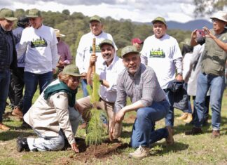 En julio inicia dispersión aérea de 200 mil semillas para reforestar: Bedolla