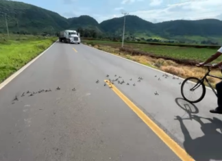 Tangamandapio: enfrentamiento armado en la Jacona-Los Reyes; reportan despojo de vehículos