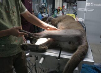 Capturan puma en zona urbana de Pátzcuaro; será atendido en el Zoológico de Morelia