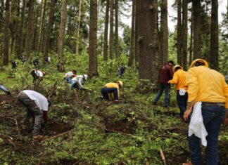 “Ejército verde” llega a 10 municipios de Michoacán con reforestación simultánea
