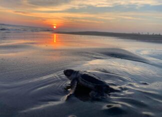 Michoacán, hogar de la tortuga marina; arranca temporada de protección y conservación