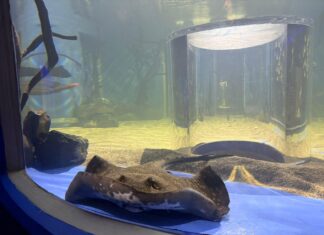 Sumérgete en la diversión con la espectacular pecera 360° del Zoológico de Morelia