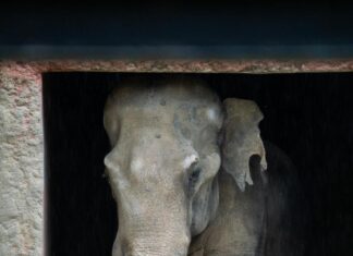 Escápate al zoológico y vive un verano inolvidable; conoce su horario de temporada