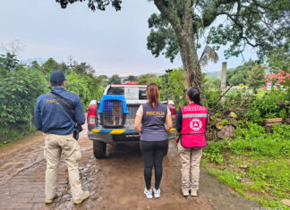 Rescata FGE a perrito víctima de maltrato animal en Senguio