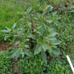 unnamed – 2025-07-19T105155.507