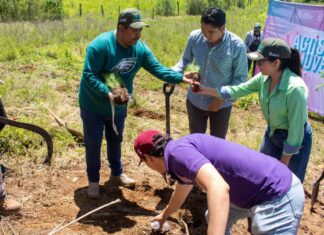 Jóvenes plantan más de 50 mil árboles en reforestación simultánea en 16 municipios