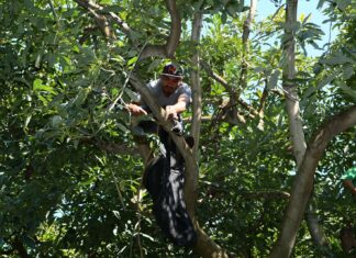 Michoacán, líder en formalización laboral en la agroexportación de aguacate: Sedeco