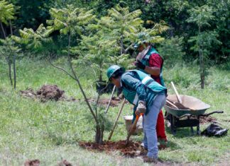 SCOP reubica más de 100 árboles por obra de distribuidor salida a Pátzcuaro