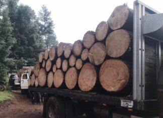 Detenidos en Senguio 10 hombres con rollos de madera ilegal: SSP