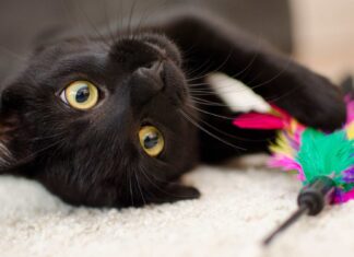 Prohíben adopción de gatos y perros negros, blancos o bicolores por temporada de “brujas” en Michoacán