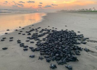 Logro para la naturaleza, temporada 2025 romperá récord de liberaciones de tortuga marina: Compesca