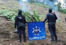 En Tuzantla, SSP y Defensa incineran más de mil 820 kilogramos de marihuana