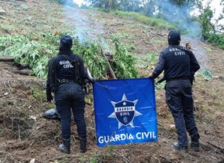 En Tuzantla, SSP y Defensa incineran más de mil 820 kilogramos de marihuana