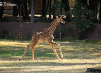 ¡Conoce a los bebés del zoológico de Morelia! Van 61 nacimientos en 2025
