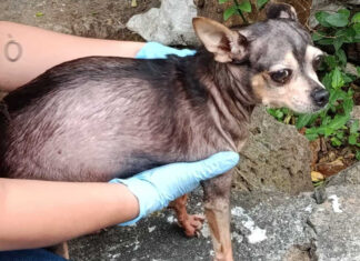 FGE rescata a perro víctima de maltrato en Morelia y lo pone bajo cuidado seguro