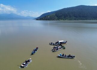 Compesca libera 30 mil crías de pez blanco y acúmara en el lago de Pátzcuaro
