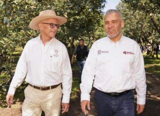 Busca Bedolla proteger y distinguir aguacate michoacano con Indicación Geográfica