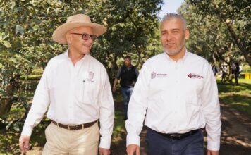 Busca Bedolla proteger y distinguir aguacate michoacano con Indicación Geográfica