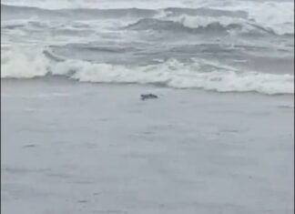 Captan a cocodrilo arrastrado por huracán Priscila a playa de Michoacán