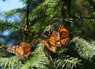 Ya viene la Monarca: patrimonio natural que cautiva en Michoacán