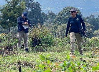 FGE desmantela huerta de aguacate en Los Reyes como parte de reparación del daño por delitos ambientales