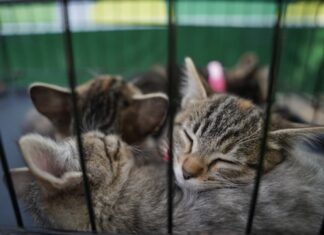 Colectivo Daramor continúa búsqueda de adoptantes para perros y gatos rescatados