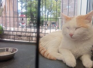 Michis y lomitos entrevistarán a sus futuros humanos en feria de adopción en Morelia