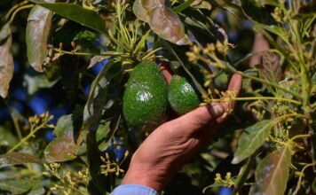 Más de 10 mil productores agropecuarios beneficiados con el Plan Michoacán: Sader