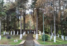 Reportan avistamiento de gato montés en el Estribo Grande de Pátzcuaro