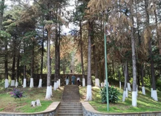 Reportan avistamiento de gato montés en el Estribo Grande de Pátzcuaro