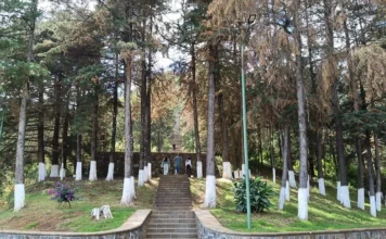 Reportan avistamiento de gato montés en el Estribo Grande de Pátzcuaro