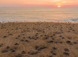 Descubre el santuario de las tortugas marinas en la Costa Michoacana y sé testigo de su nacimiento