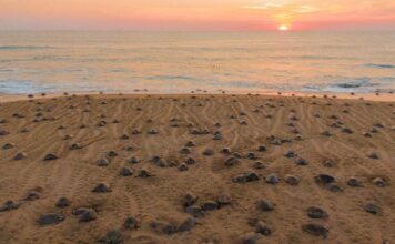 Descubre el santuario de las tortugas marinas en la Costa Michoacana y sé testigo de su nacimiento