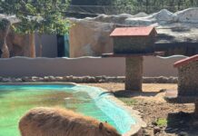 Los capibaras del Zoológico de Morelia, listos para recibir a los visitantes