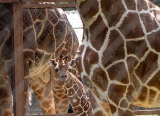 ¡Nuevo habitante en la manada! Nace jirafa reticulada en el Zoológico de Morelia