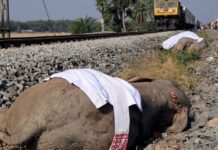 Siete elefantes mueren tras choque con tren en la India; uno más resulta herido