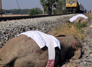 Siete elefantes mueren tras choque con tren en la India; uno más resulta herido