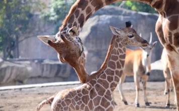 ¡Nuevo habitante! Nace jirafita en el Zoológico de Morelia