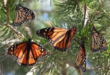 Turismo responsable, motor económico para comunidades guardianas de la Monarca