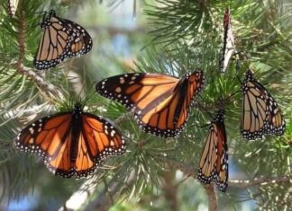 Turismo responsable, motor económico para comunidades guardianas de la Monarca