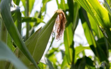Productores y escuelas rurales reciben apoyo de maíz con alto contenido proteico: Sader