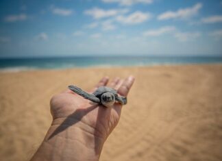 ¡Michoacán libera más de medio millón de crías de tortuga marina en solo un mes!