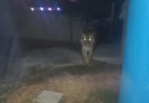 Autoridades confirman búsqueda de tigre avistado en Álvaro Obregón